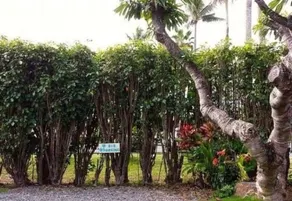 Paradise Palms B&B - Image 3