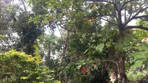 Kandy Shady Trees Villa - Image 4