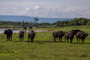 Mbweha Camp - Image 4