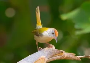 Thour Nature Resorts - Image 4