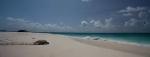 Cousine Island Seychelles - Image 2
