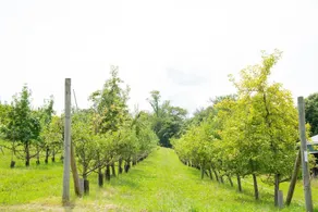 Tentrr Orchard Tent Campsite - Image 3