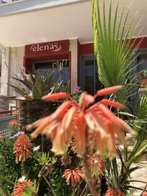Elenas - Image 2