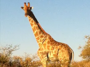 Leopard Lodge - Image 4