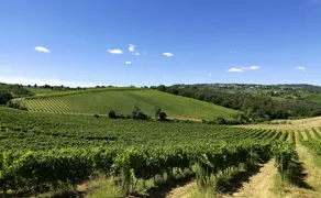 Fattoria Primavera - Image 4