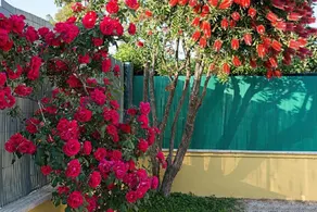 Il Melograno Da Pina - Image 2