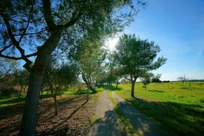 Bou Ros Finca Can Nadal - Image 3