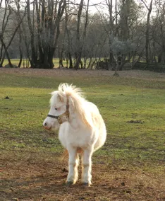 Ranch Radin - Image 3