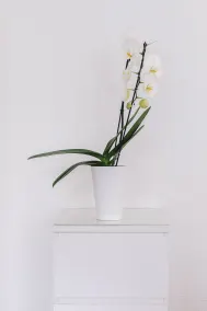 Elegant Apartment with POCKET WIFI - Image 5