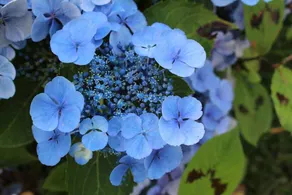 Dans Le Jardin De Marie - Image 2
