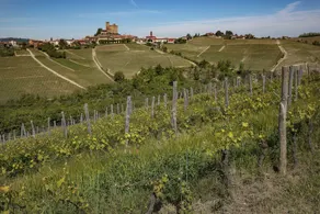 Azienda Agricola Rivetto - Image 3