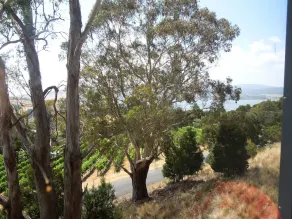 Rosevear's Vineyard Retreat - Image 5