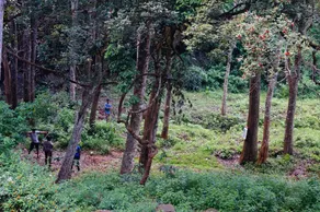 Secret Valley Jungle Resort - Image 4