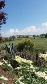 Masseria Colle Carro - Image 3