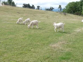 Au Pré des Yourtes - Image 2