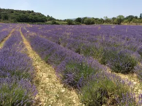 Mas Du Grand Vallen - Image 3