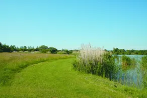 Birch - Image 5