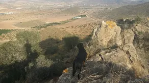Los Olivos De Noja - Image 2