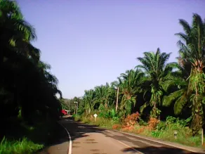 Pordee Shop - Image 5