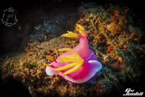 La Bila Dive Resort Amed - Image 3