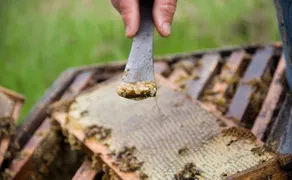 Bee Weaver Honey Farm - Image 5