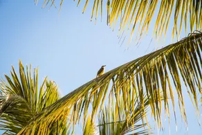 Morada dos Coqueiros Praia Hotel - Image 3