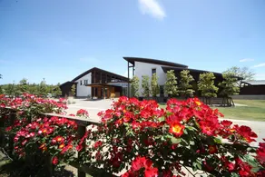 VINESPA - Image 3