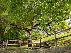 Middle Coombe Farm - Image 2