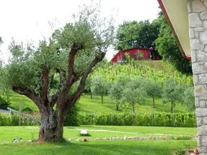 Studio mit Garten, Terrasse und Pool | Gartenblick - Image 5