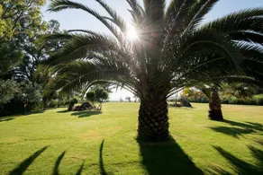 Palm Garden - Image 4