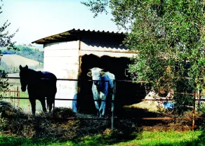 Villa la Bambagina - Image 2