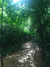 Mahagedara Wellness Retreat - Image 3