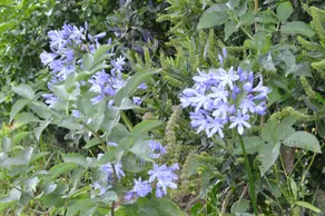 Manoir de Lesplouenan - Image 4