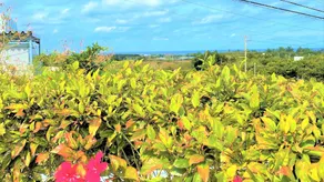 Rose Terrace Bise - Image 3