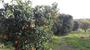 Quinta das Barradas - Image 5