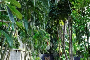 Patong Cottage - Image 3