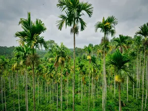 Wayanadia Resort Hotel - Image 4