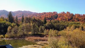 Dumbrava Soarelui - Image 4