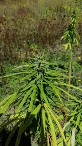 Cannabis Clinic & Restaurant - Image 5