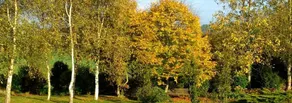 Le Grand Cyprès - Image 3