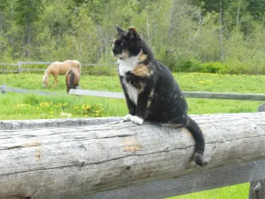 Wells Gray Guest Ranch - Image 4