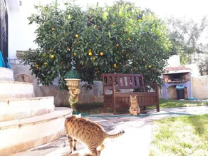 B&B Capo Altano - Image 3