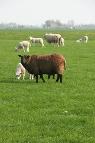 Countryside - Image 4