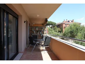 Ficus 4 - Image 2