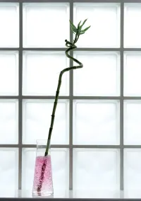 Leonardo - Image 2