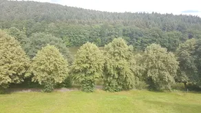 Landgasthof & Pension Zellmuhle - Image 3