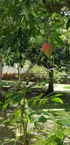 Nuestra Finca - Image 5