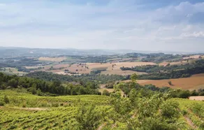 Poggio Vecchio - Image 4