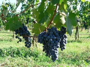 Verdidea - Podere Monti - Image 3