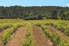 Chateau Nestuby - Image 5